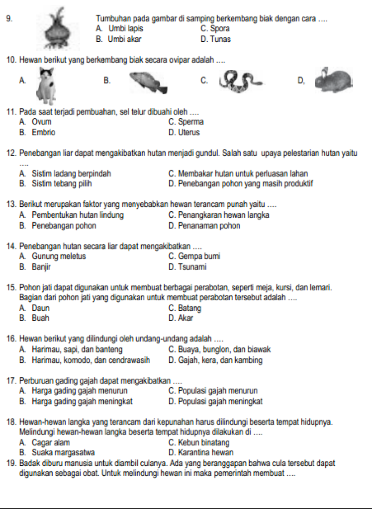 Ternyata Soal Ujian Sekolah Kurmer Kelas 6 Siap Cetak dari Bimbel Brilian