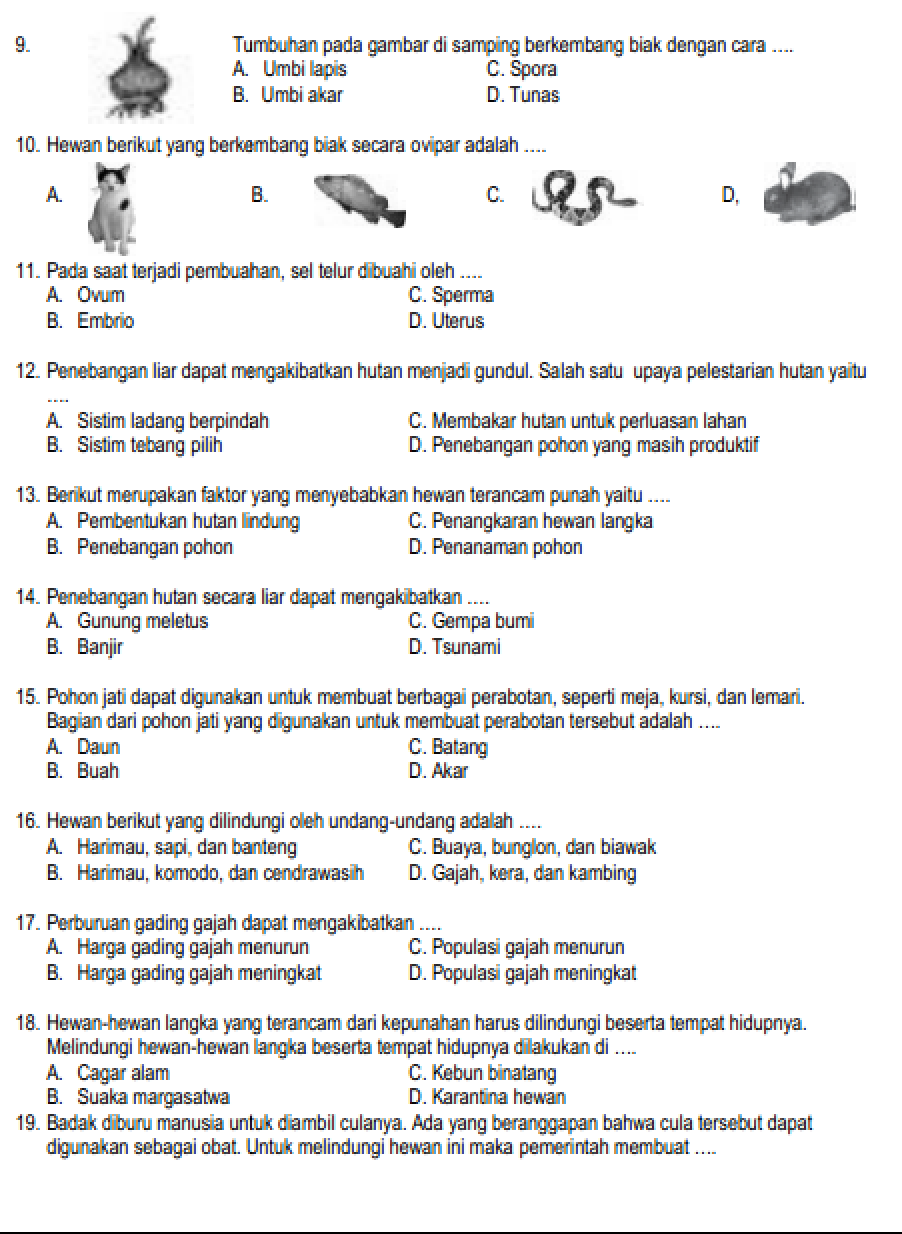 Ternyata Soal Ujian Sekolah Kurmer Kelas 6 Siap Cetak dari Bimbel Brilian